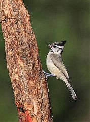 Bridled Titmouse